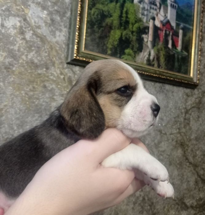 Цуценята бігля хлопчики і дівчатка