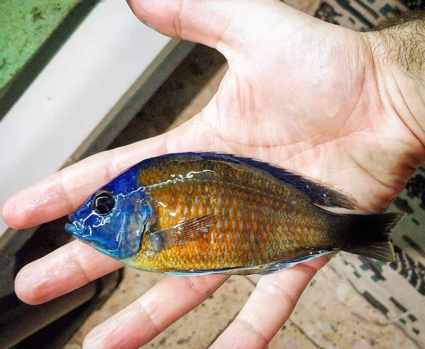 Ciclideos africanos malawi