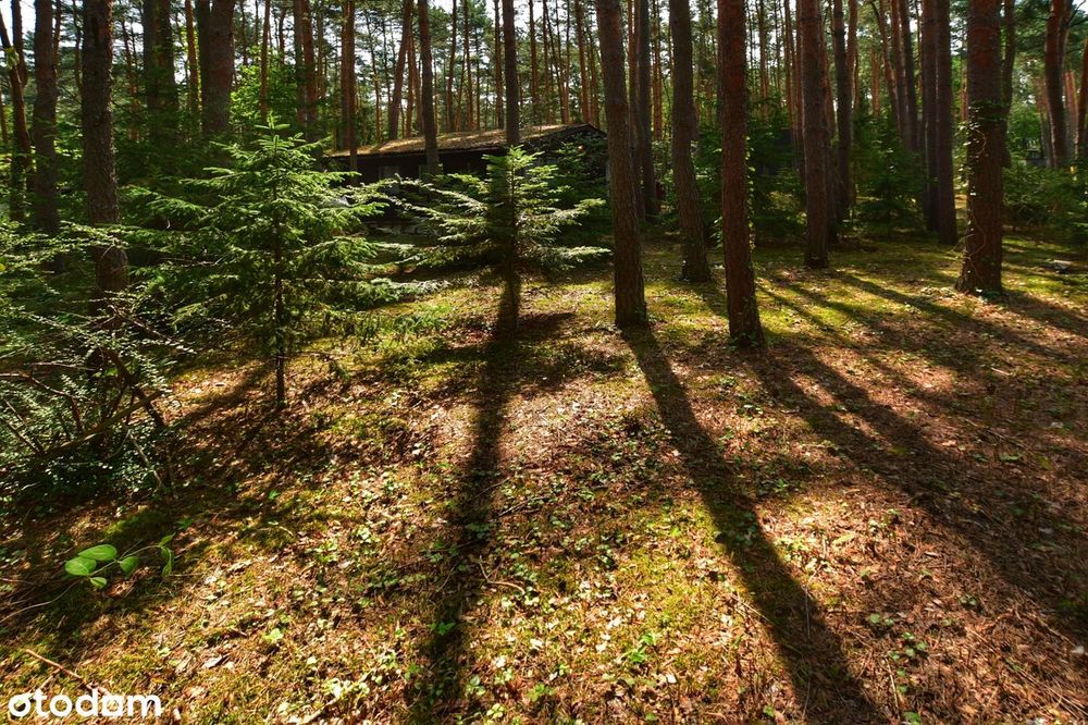 Dwie leśne działki z klimatem, zabudowa letniskowa i całoroczna