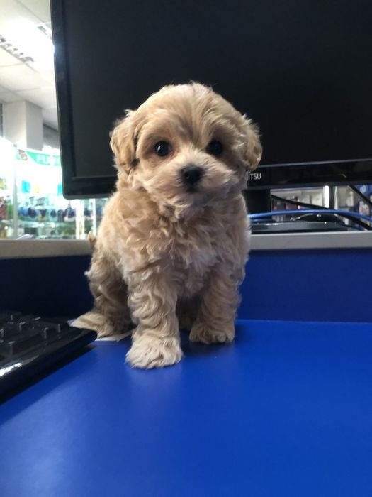 Мікро хлопчик ф1 (мама корейська болонка + Китай пудель)