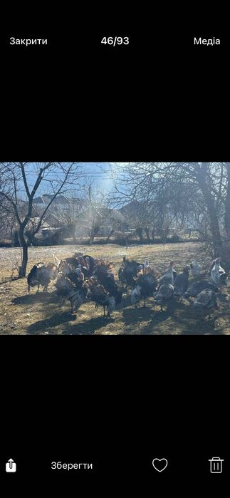 Продам молодих індиків