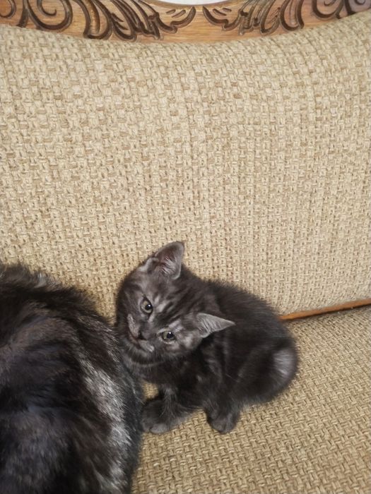 Шотландская девочка