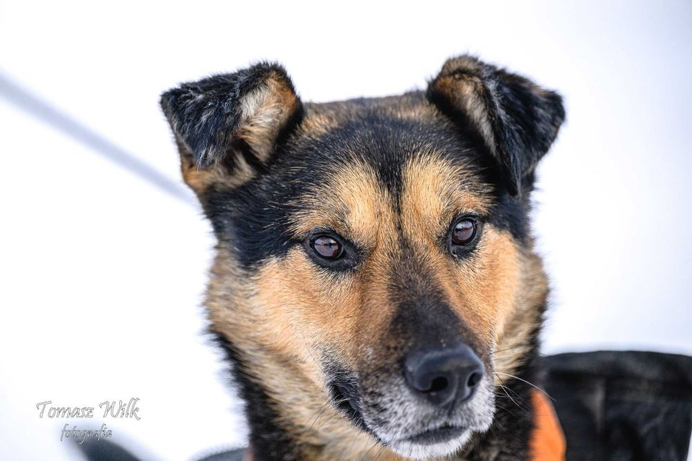 Pikuś- wesoły psiak do adopcji