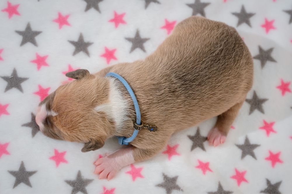 хлопчик амстафф КСУ