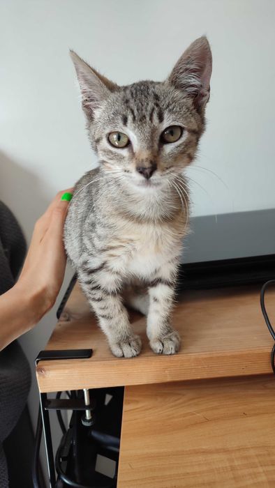 Gatinho Para adoção