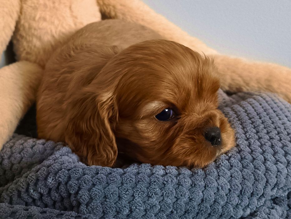 Cavalier King Charles Spaniel z rodowodem