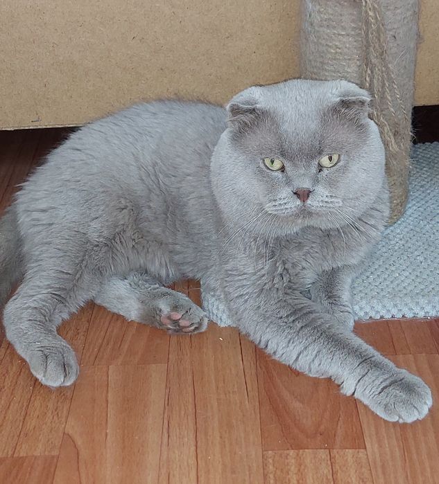 Скоттиш страйт девочка