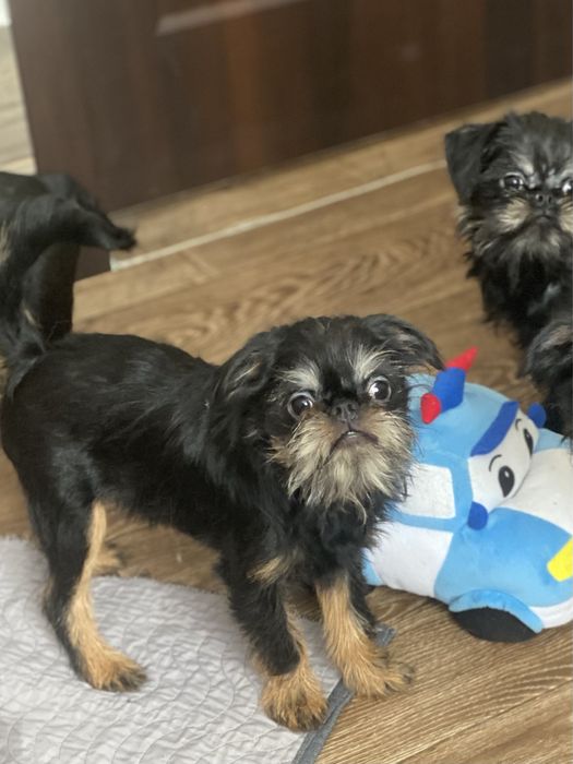 Бельгийский гриффон