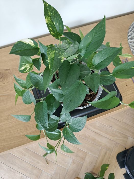 Epipremnum złociste doniczka 19cm