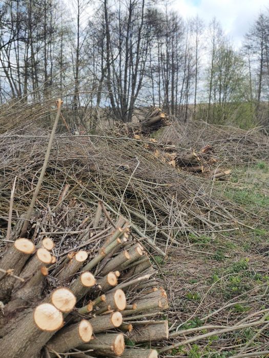 Oddam gałęzie i drewno za darmo