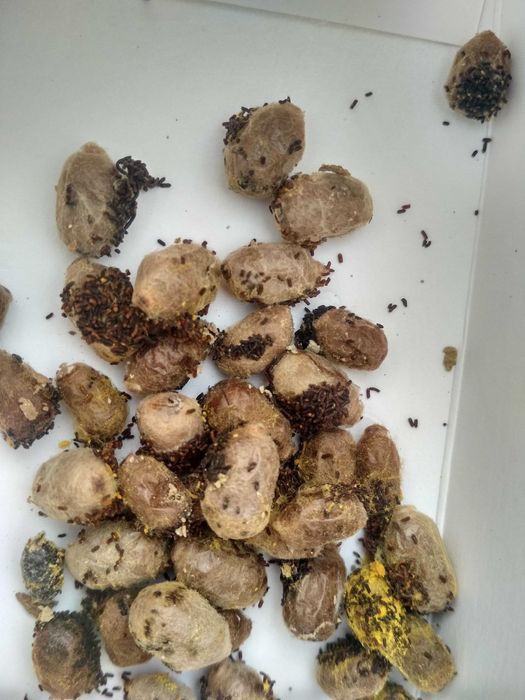 Murarka rogata, dzika pszczoła, kokony.