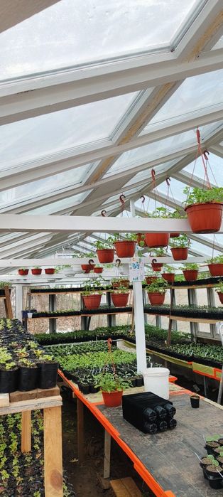 Sadzonki warzyw i kwiatów