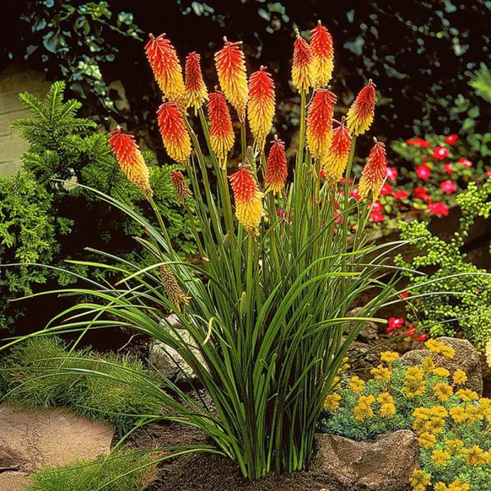 Кніфофія, екзот вашого саду