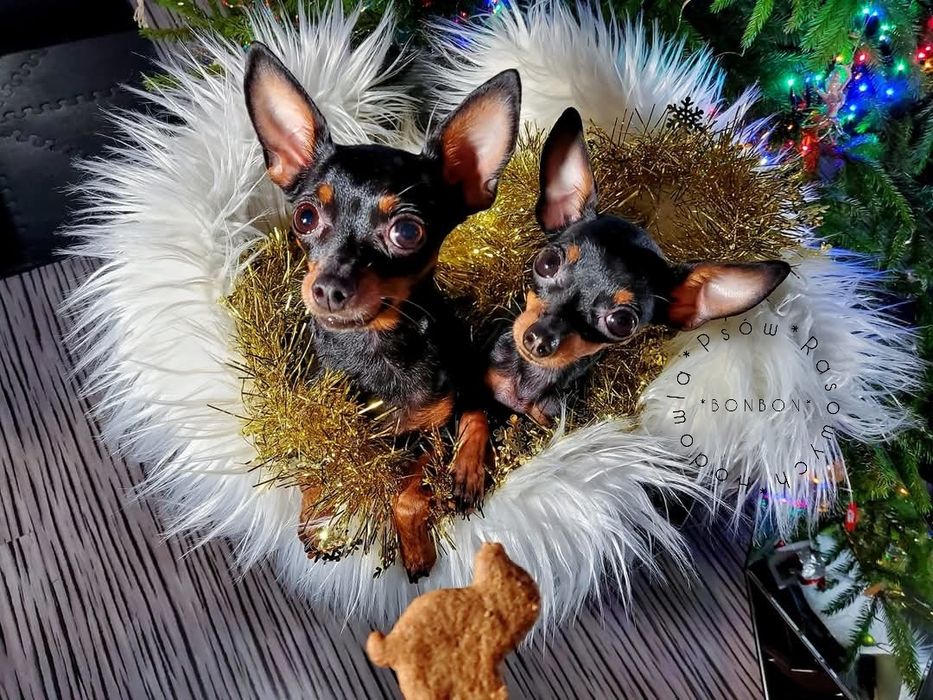 Ratlerek 1,6 kg - 1,8 kg Praski Ratler (nie pinczer miniaturowy)