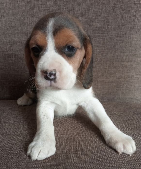 Beagle szczeniak