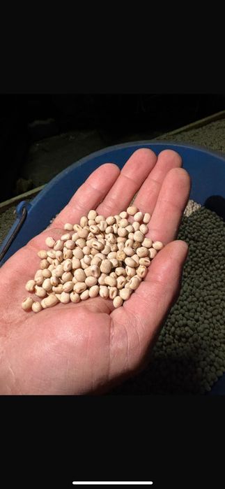 Sprzedam łubin słodki