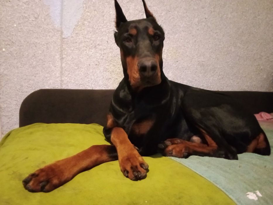 Вязка добермана.