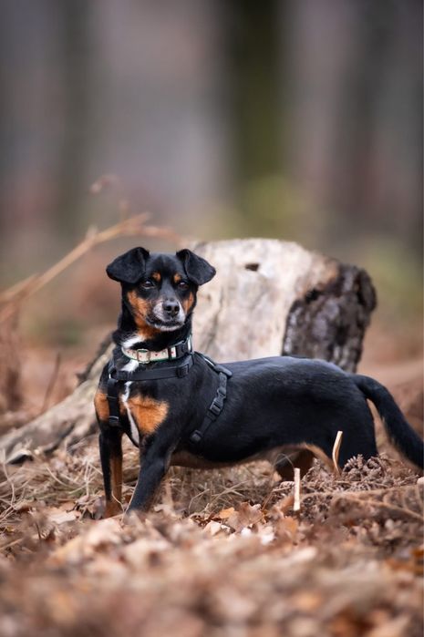 Cudowny piesek Odi szuka domu!