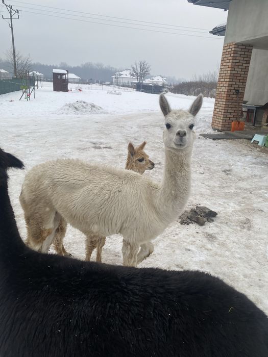 Alpaki likwidacja stada