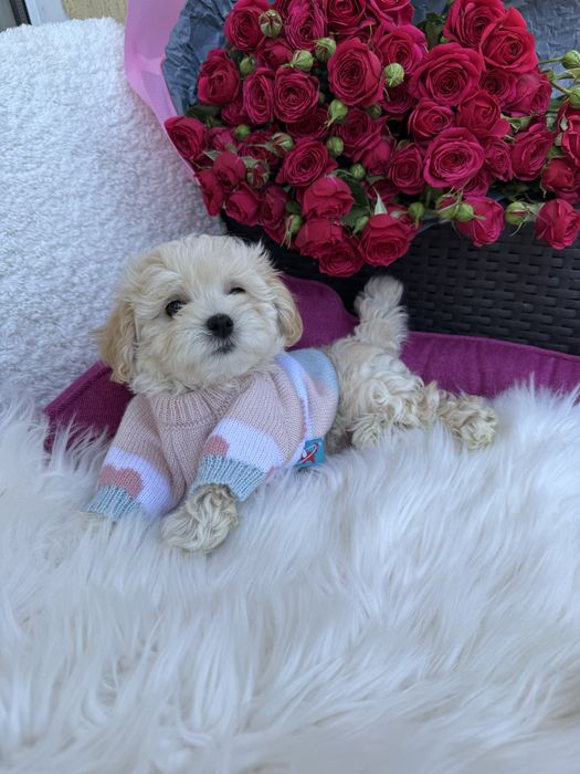 Маленькі милі мальтипу