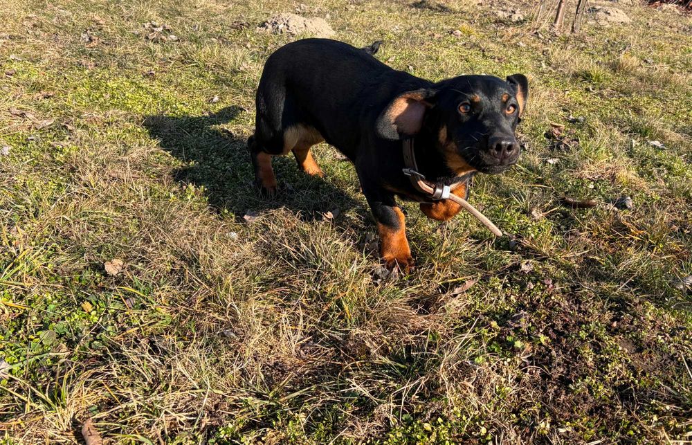 piesek szczeniak wielkości jamnika