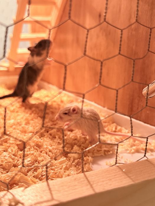 Gerbo/ esquilo da mangolia / hamster