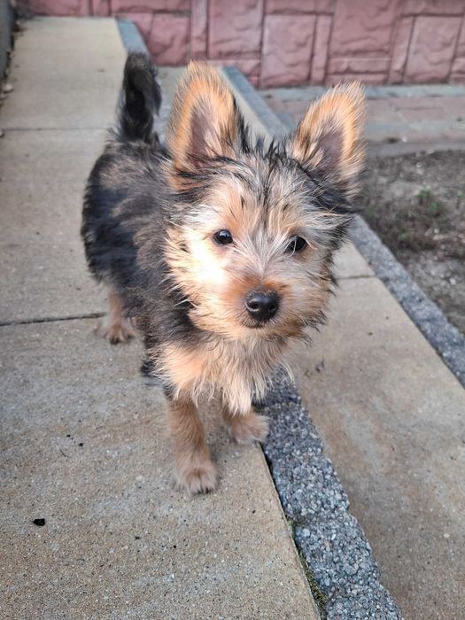 YorkShirre Terrier z Rodowodem Piesek