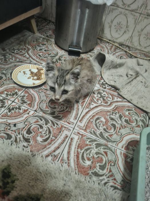 Gatinho para dar meigo ja come