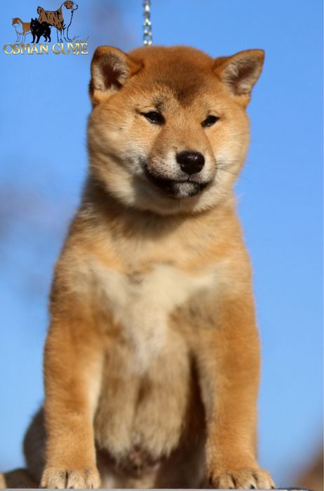 Шикарний хлопчик Шиба іну , Сіба іну