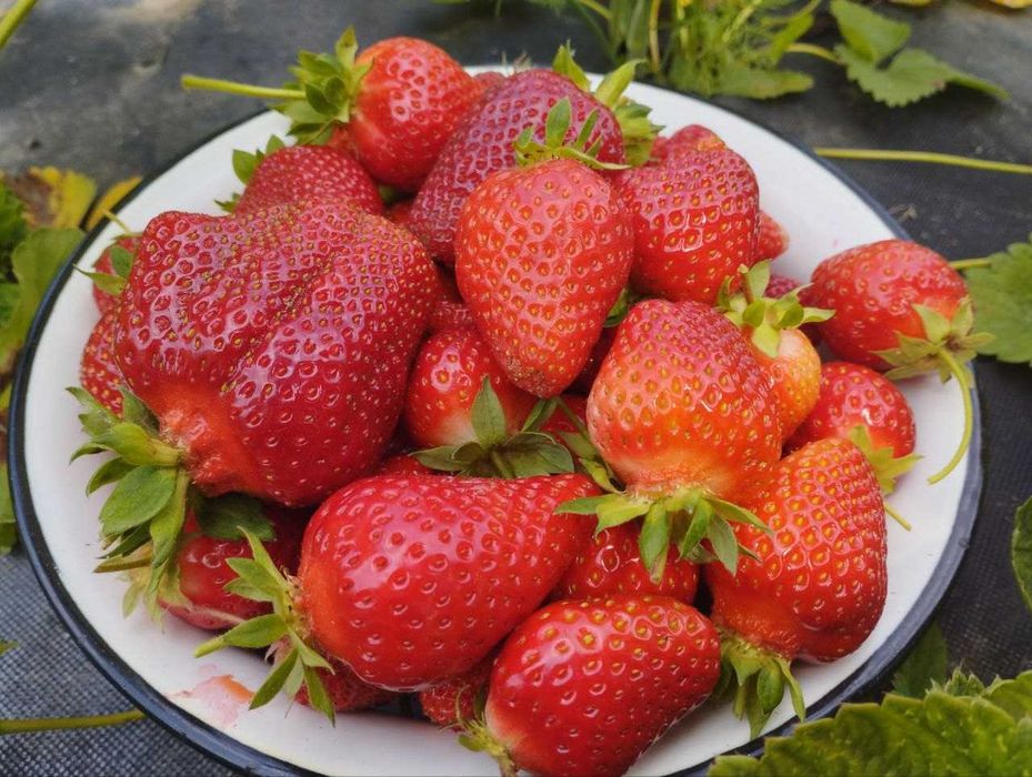 Продам саджанці полуниці Азія