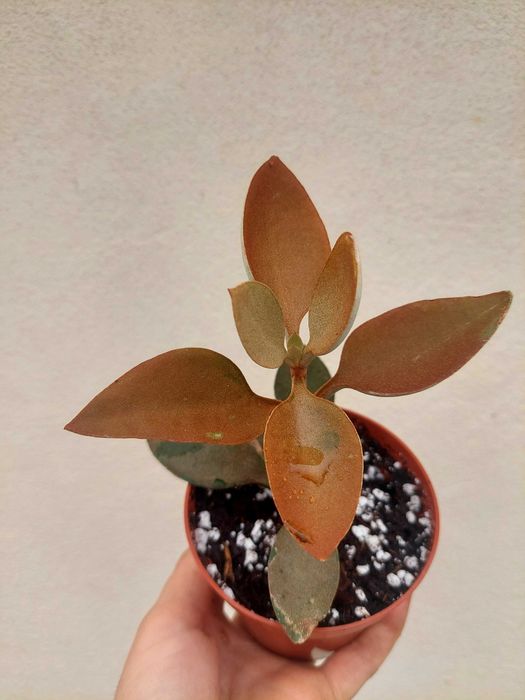 Suculenta Kalanchoe Colher de Cobre