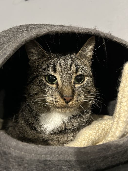 Piekne mlode kotki szukaja domu