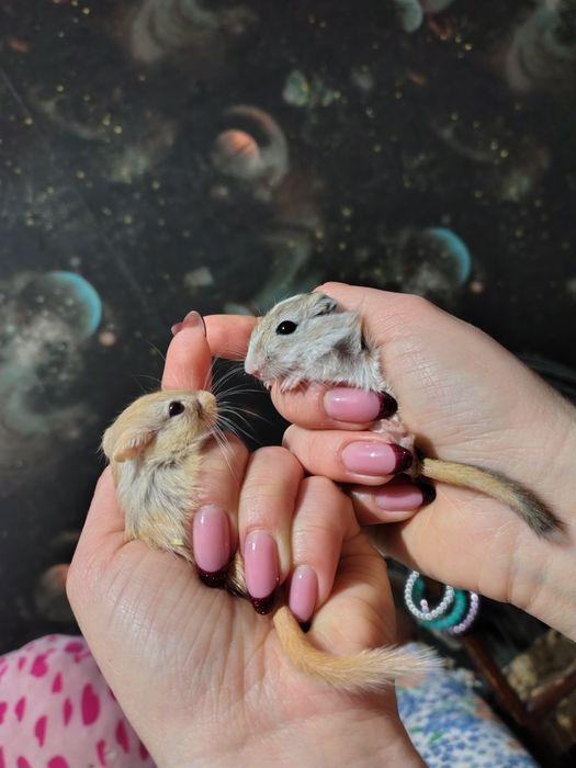 Мишки,Піщані мишки