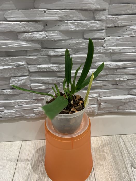 Орхідея Cattleya Luteola 4N x sib гарнюща