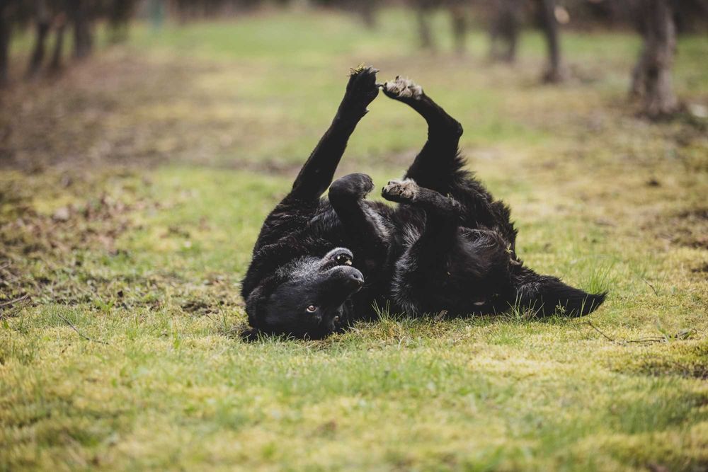Nela - radosna i przyjacielska suczka szuka kochającego domu!