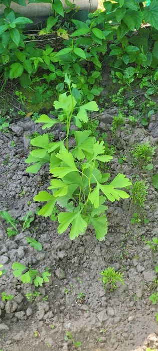Гінкго Білоба,хвойне реліктове дерево.