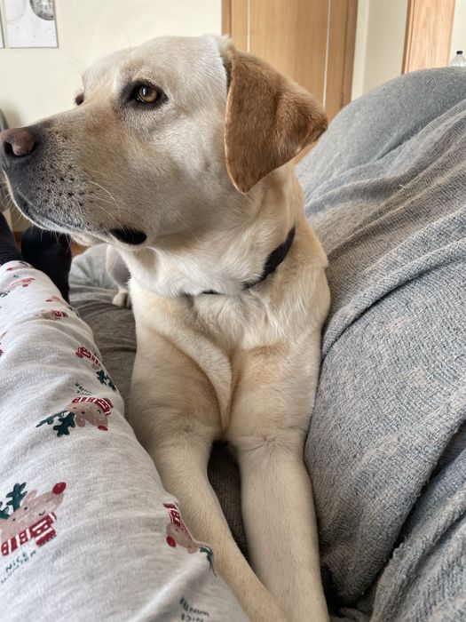Labrador beje para criação