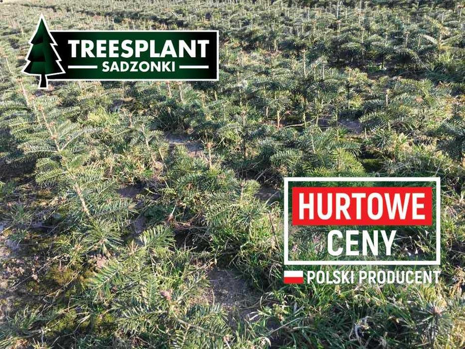 Sadzonki jodły jodła kaukaska 2/2,5 / świerk pospolity srebrny serbski