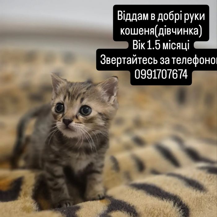 Віддам у добрі руки кошеня