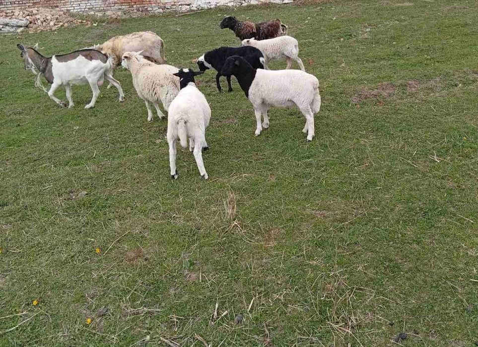 Продам вівці кроси
