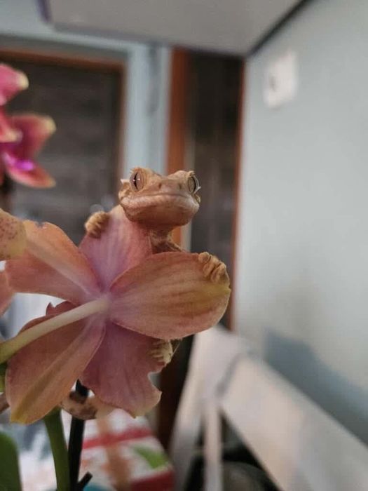 Młody gekon orzęsiony (SAMIEC)