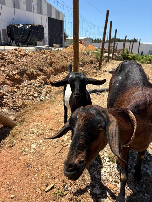 Cabras e cabritos