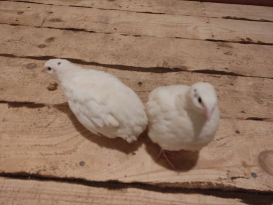 Перепелята  від добових до несучок