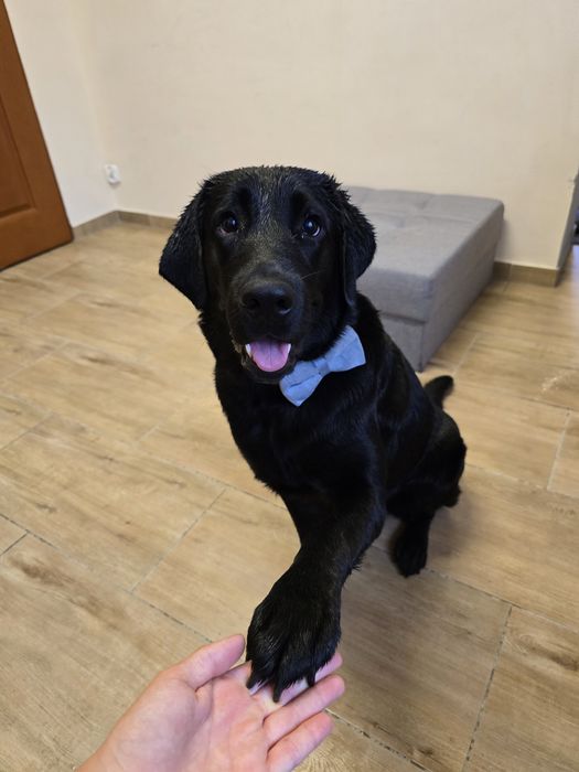 Shadow szuka domu, Labrador do adopcji