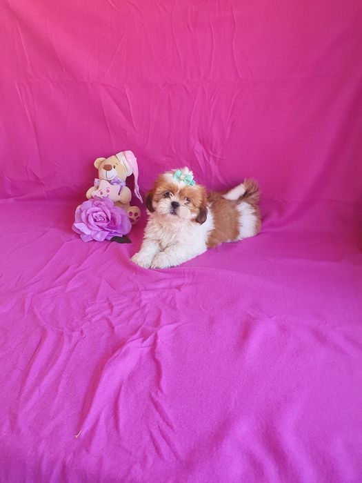 Shih-tzu Fêmea Maravilhosa