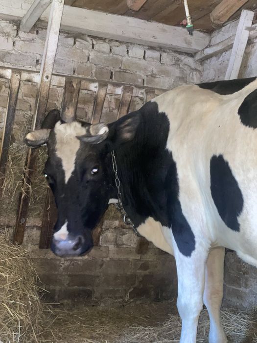 Продам хорошу дійну корову
