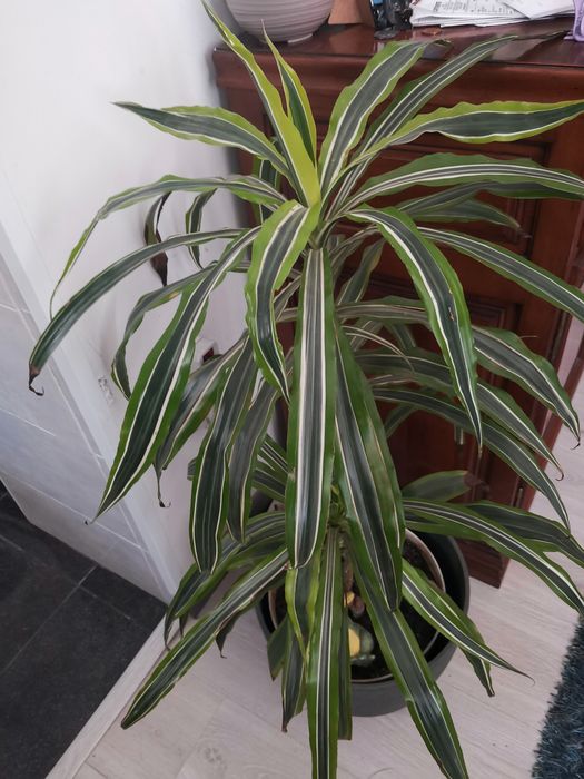 Planta viçosa Dracaena