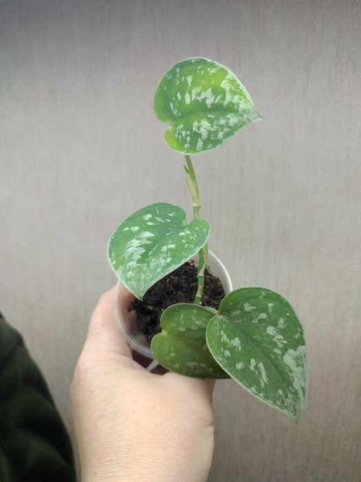 Эпипремнум Марбл Грин, Сциндаптус (Эпипремнум) Пиктус