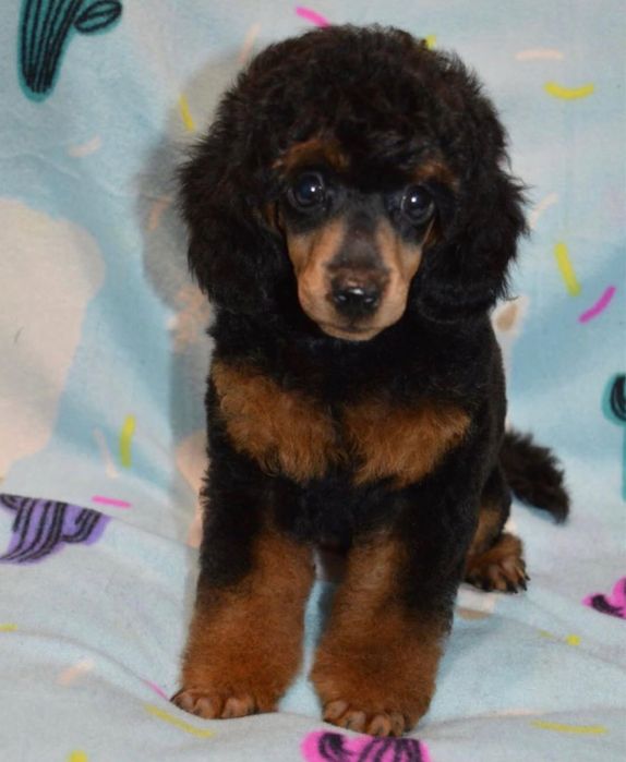 Продаж ексклюзивних пуделят є той та тікапи