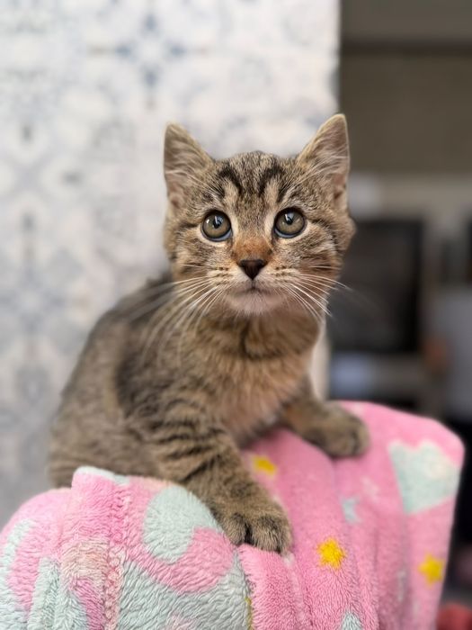 Do adopcji kocięta